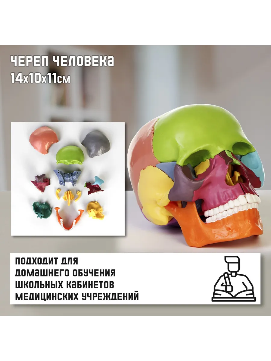 Анатомическая модель 14×10×11 см