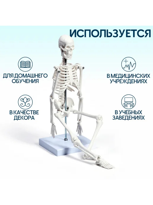 -Мир Игр- Анатомическая модель скелета человека 45 см, вариант, фото 2