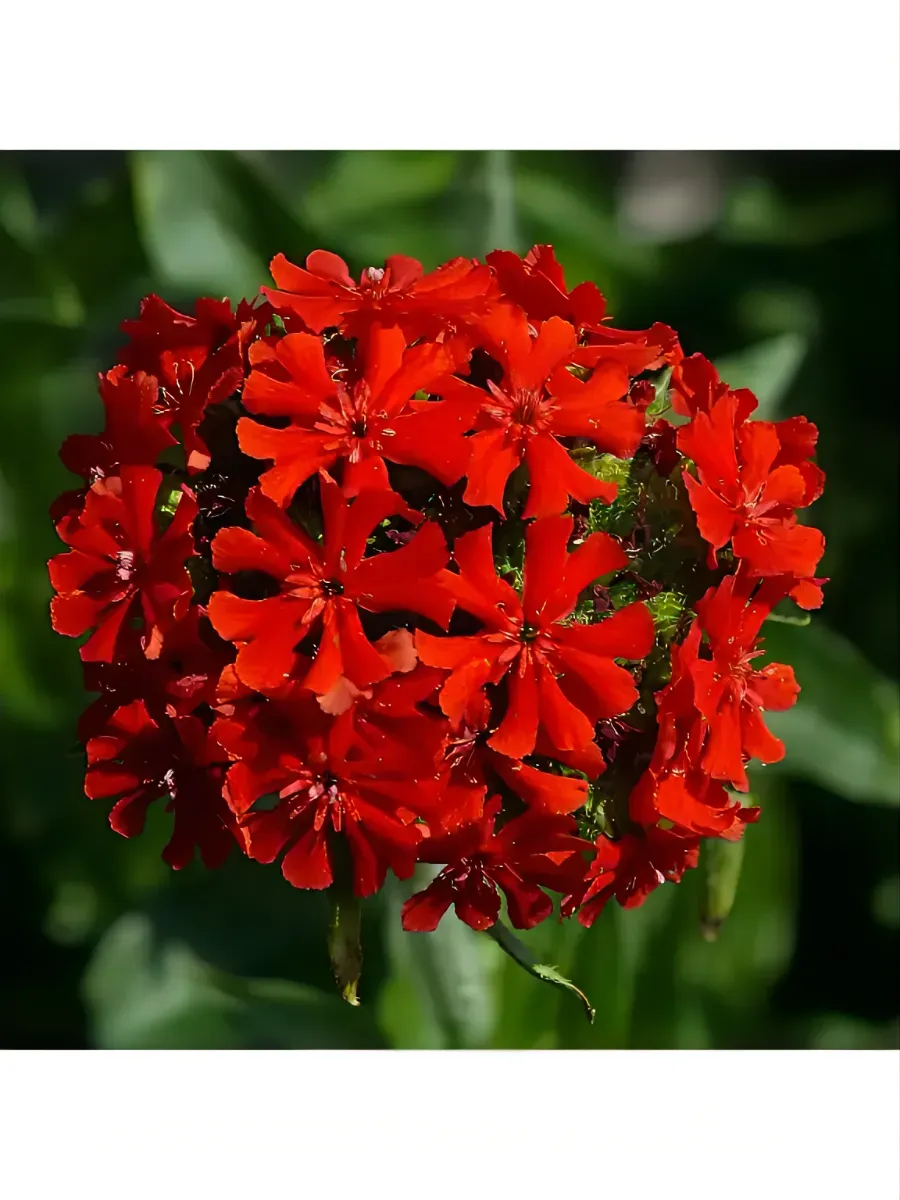 Лихнис халцедонский