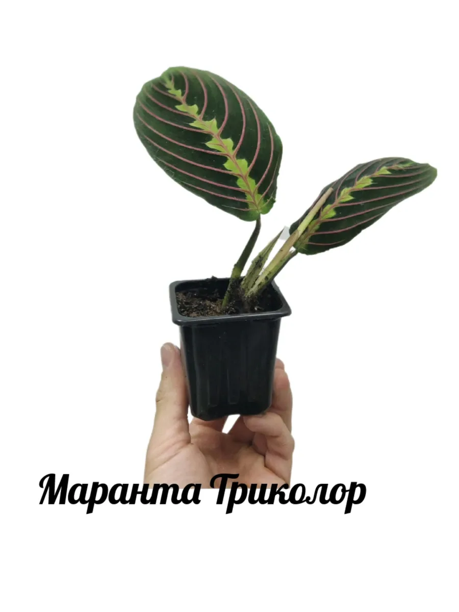 Маранта триколор