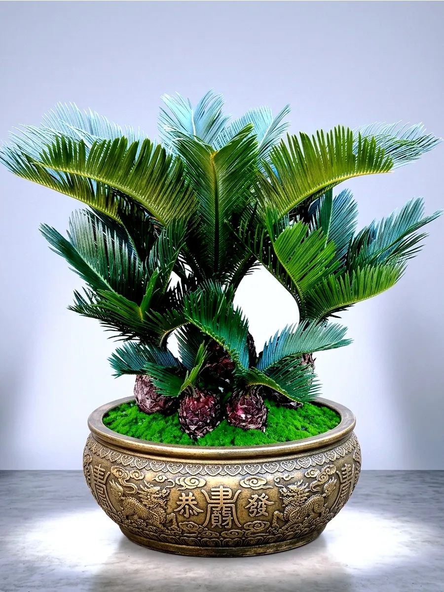 1семя Саговник поникающий (Cycas revoluta) Цикас