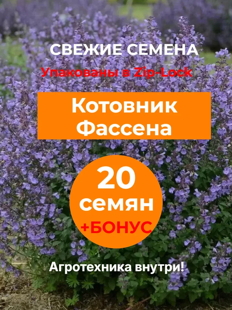 Семена Котовник Фассена, 20 шт. 2025 год.