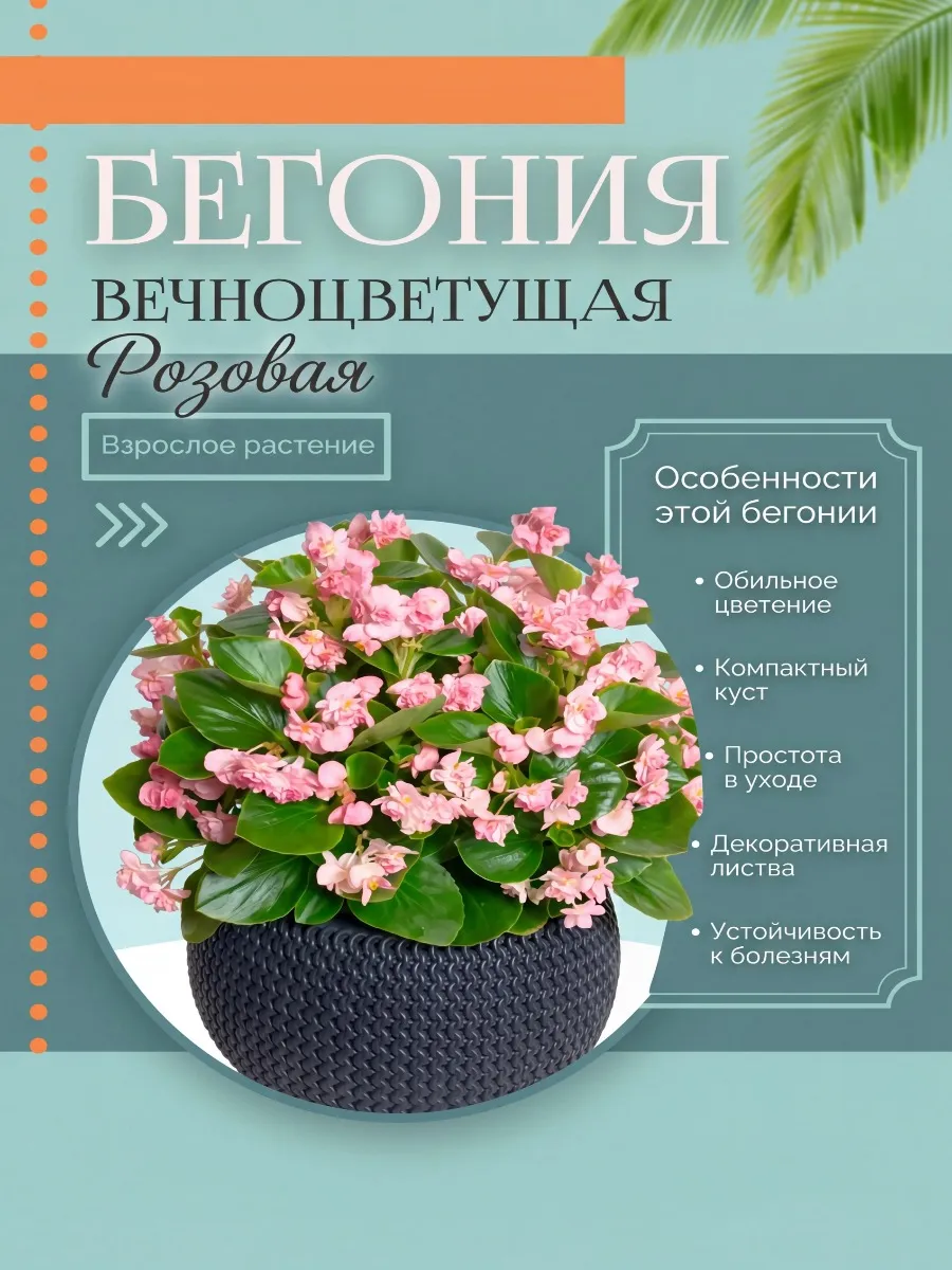 "Комнатное растение" Бегония Вечноцветущая живой цветок