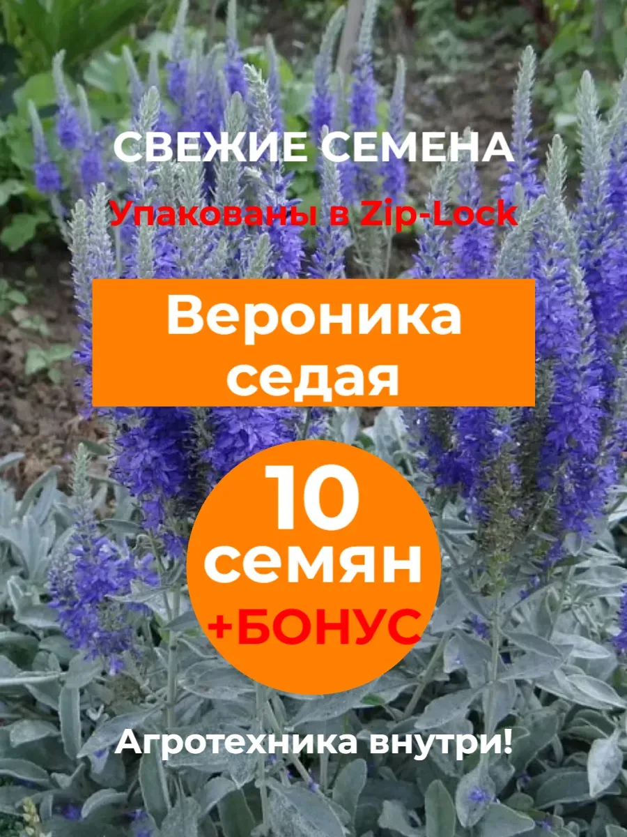 Семена Вероника седая, 10 шт. 2025 год.