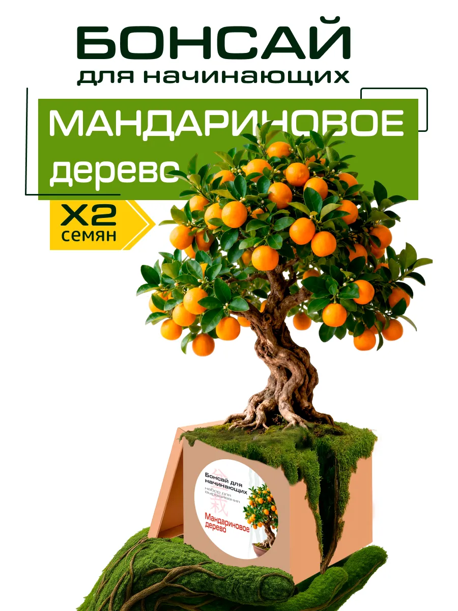 Набор для выращивания "Бонсай для начинающих. Мандарин"