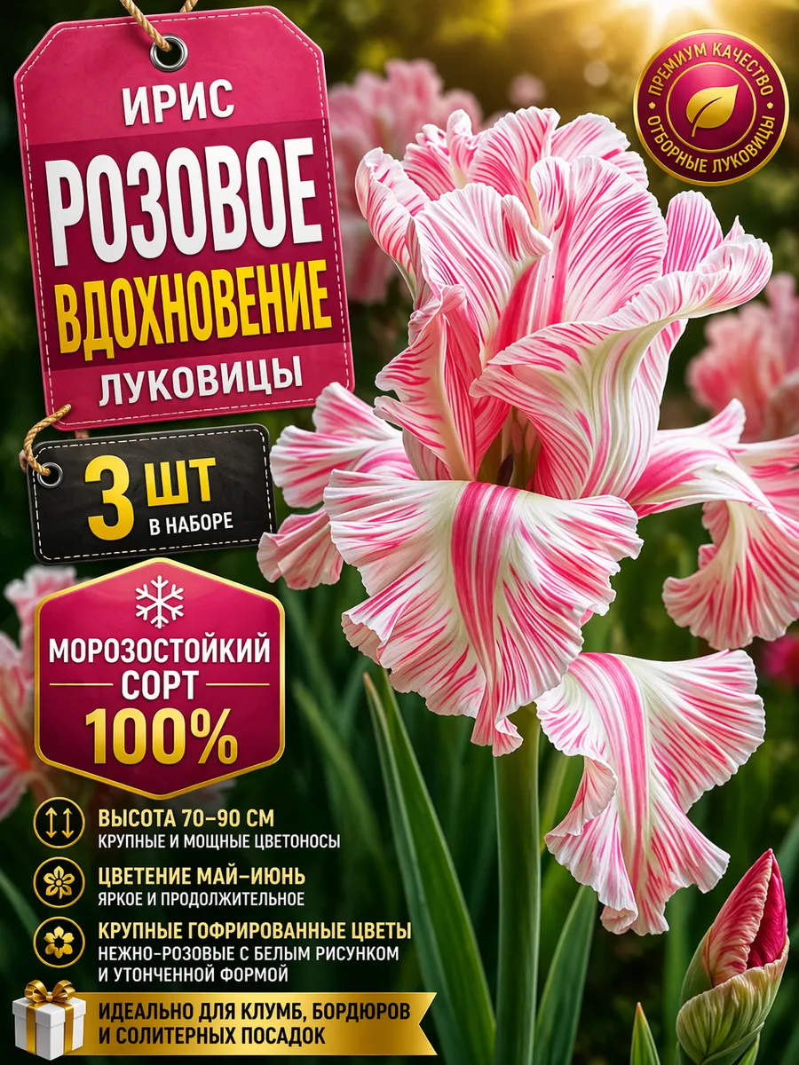 Ирис луковицы многолетние Розовое Вдохновение 3шт