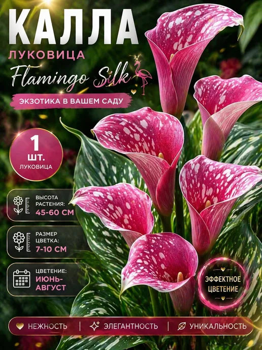 Калла Луковицы Flamingo Silk 1шт, 1 шт
