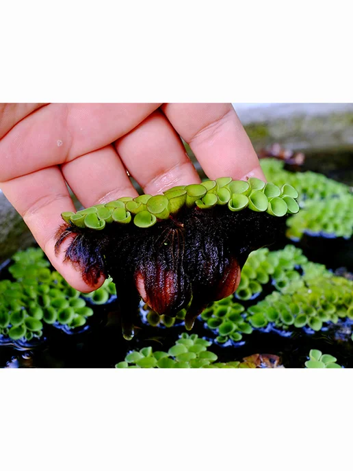 BestFish24 Сальвиния кукулата 3шт растения для аквариума, 3 шт, фото 2