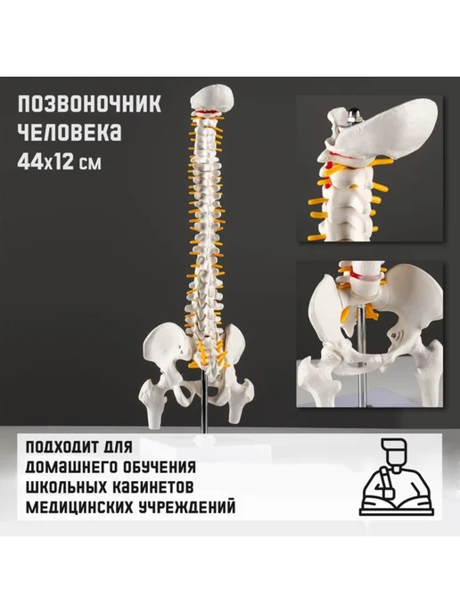 Нет бренда Анатомическая модель позвоночника человека 44х12 см, 44x12 см