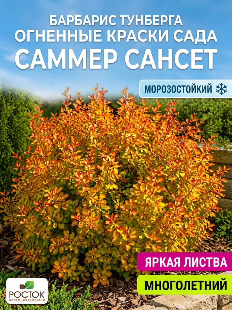 Барбарис Тунберга Саммер Сансет