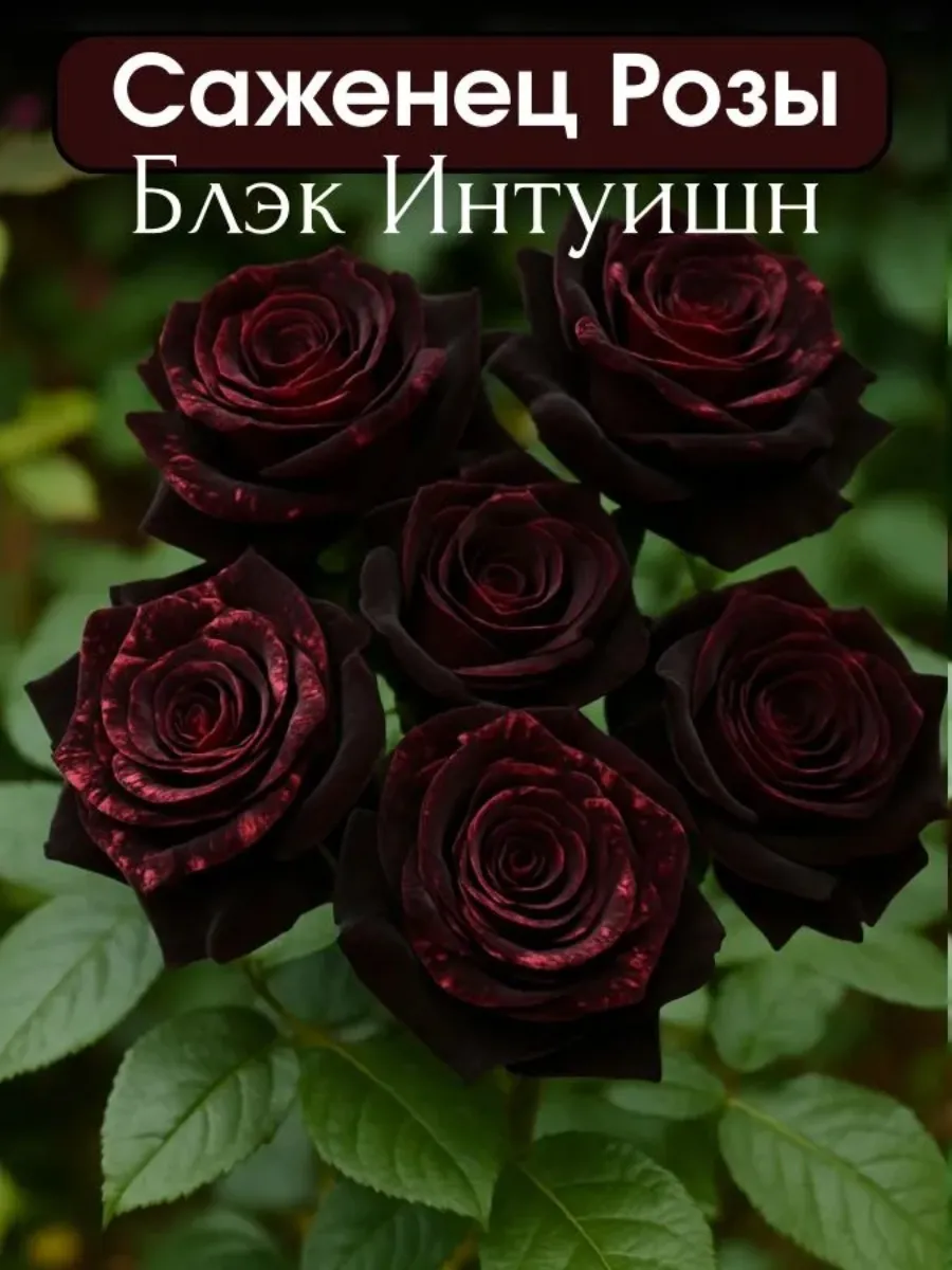 Роза саженец многолетняя морозостойкая 1 штука