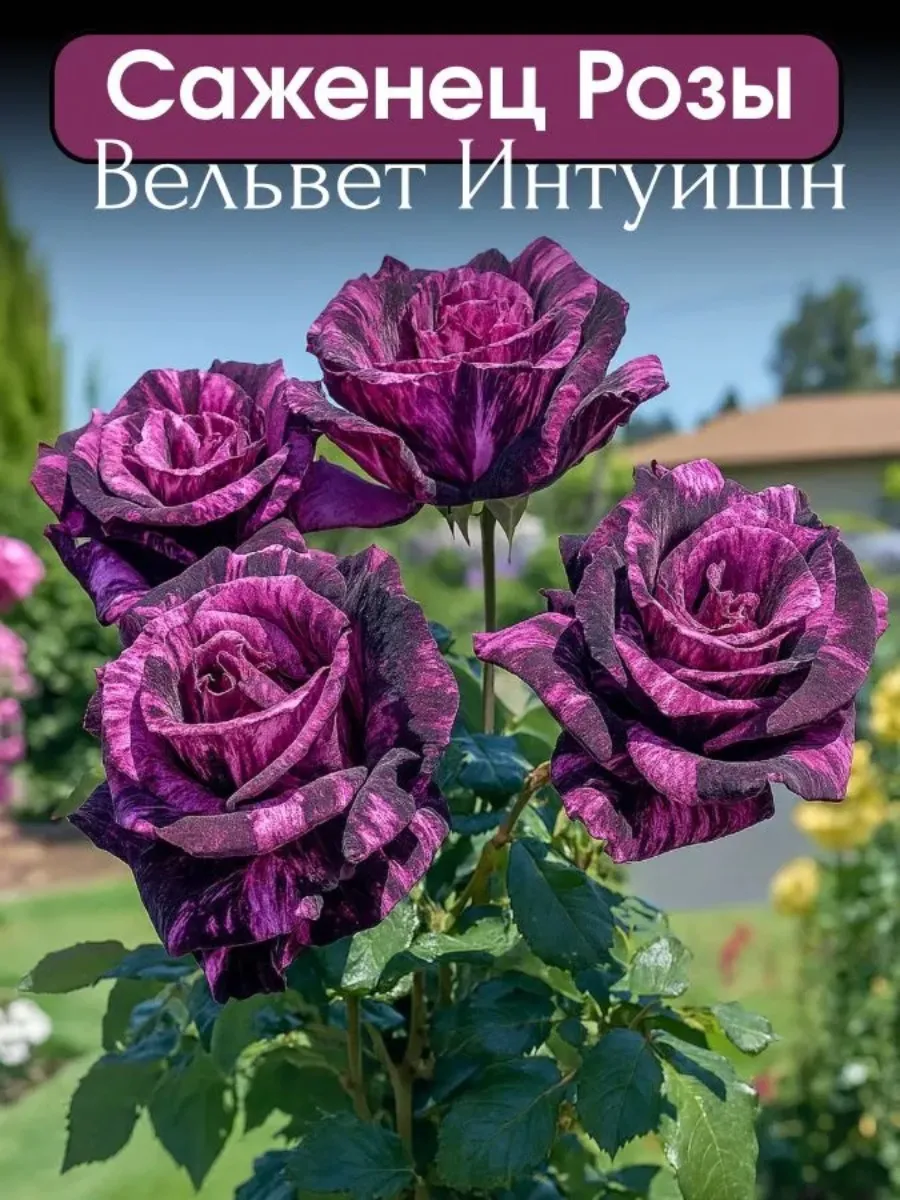 Роза саженец многолетняя морозостойкая 1 штука