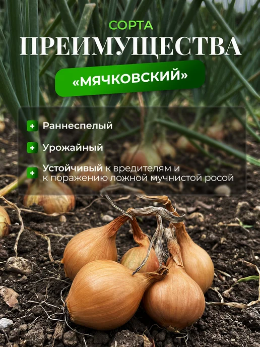 Лук-севок для посадки озимый Геркулес 1 кг, 1 кг, фото 2