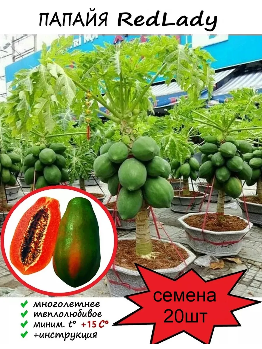 Папайя Red Lady дынное дерево семена 20шт