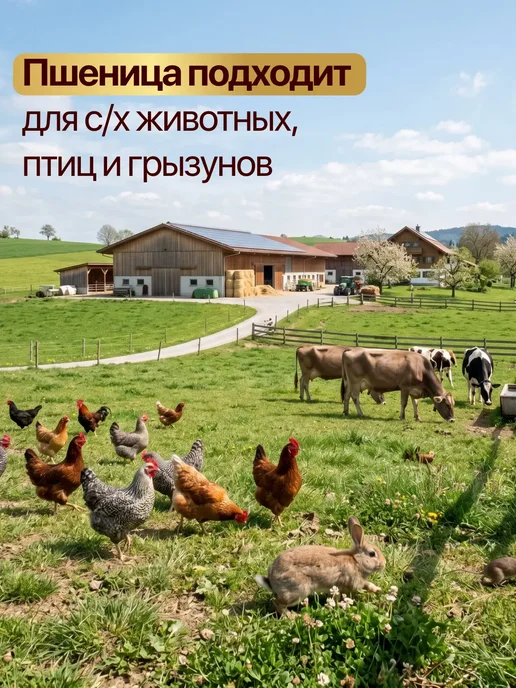 ЭКО ФЕРМЕР Пшеница кормовая 10 кг, 10 кг, фото 3