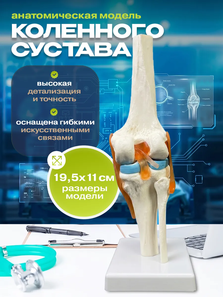 Анатомическая модель коленного сустава человека