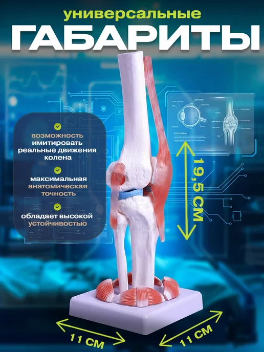 Anatomical Анатомическая модель коленного сустава человека, вариант, фото 2