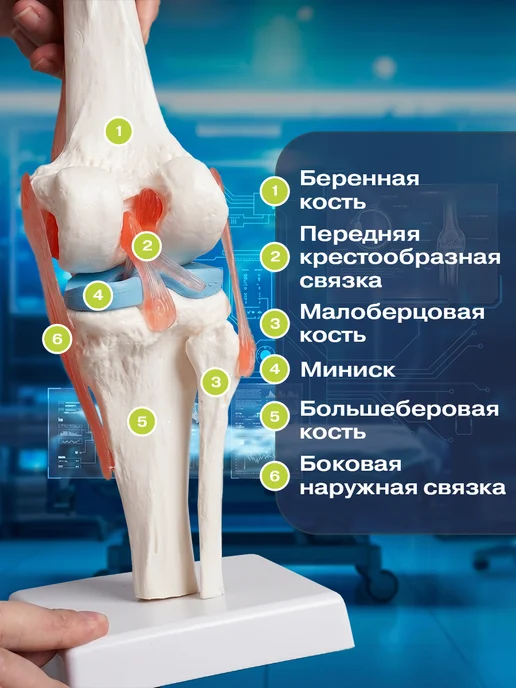 Anatomical Анатомическая модель коленного сустава человека, вариант, фото 3