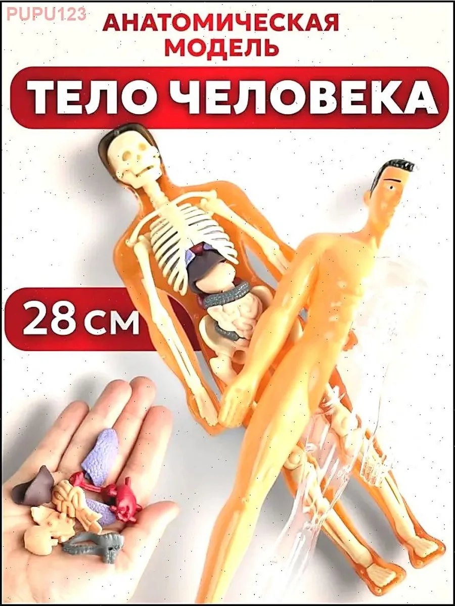 Анатомическая модель тела человека для детей