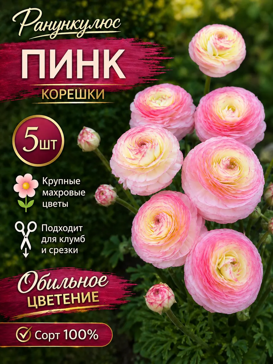 Ранункулюс Пинк 5шт.
