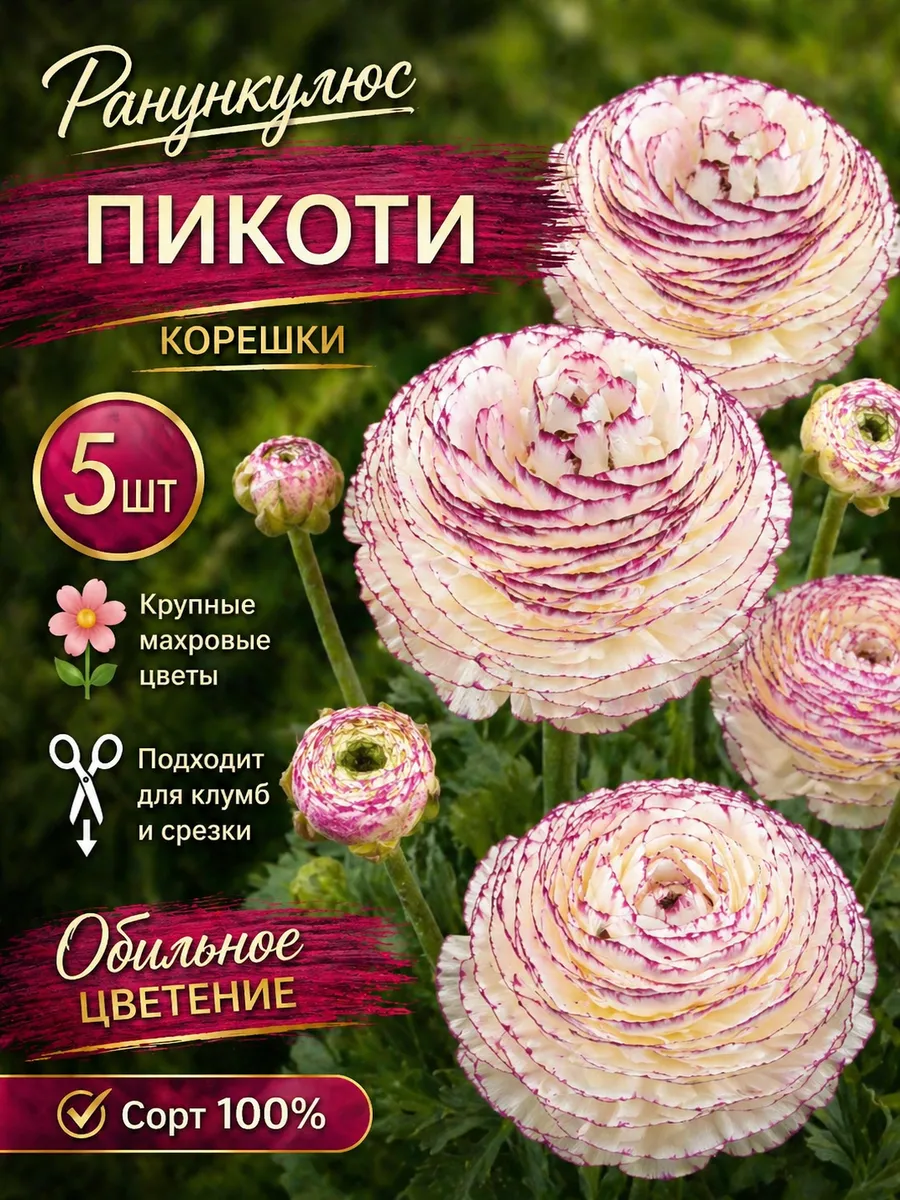 Ранункулюс Пикоти 5шт.