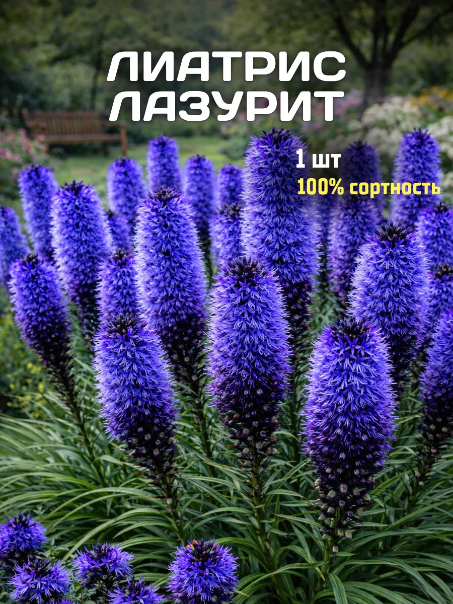 Лиатрис луковицы для посадки Лазурит