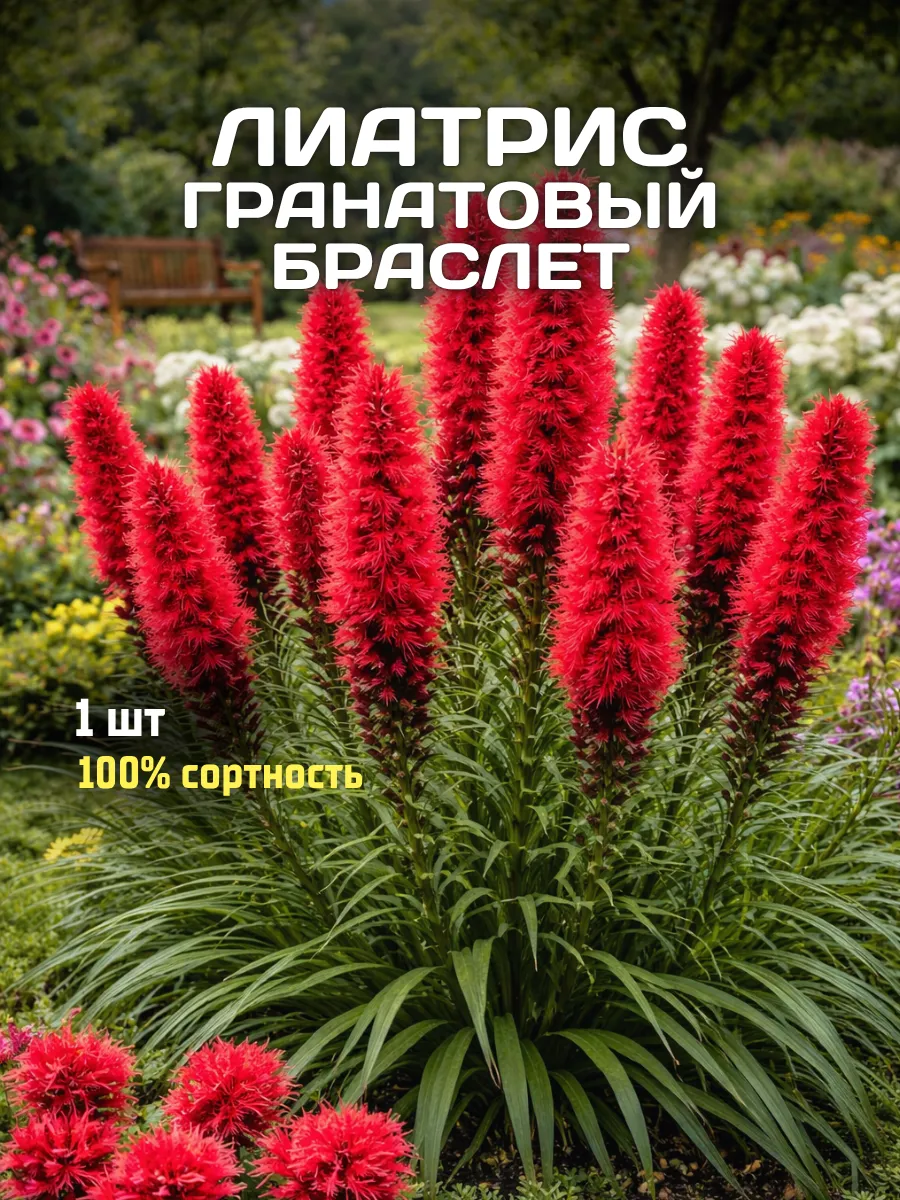 Лиатрис луковицы для посадки Гранатовый Браслет