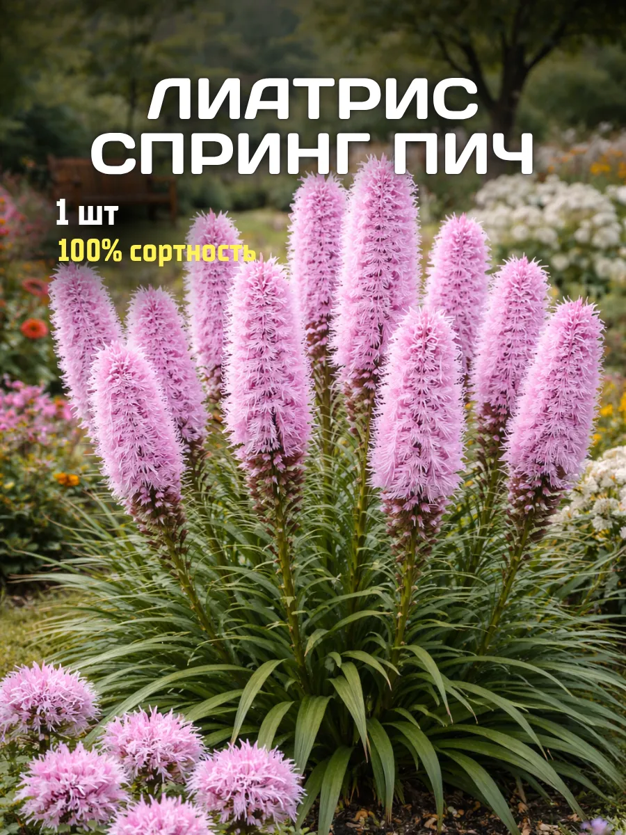 Лиатрис луковицы для посадки Спринг Пич