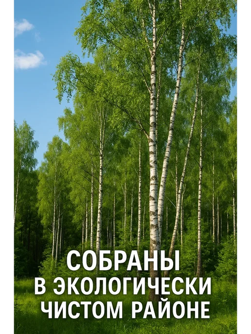 Веники для бани Березовые 5шт, 5 шт, фото 5