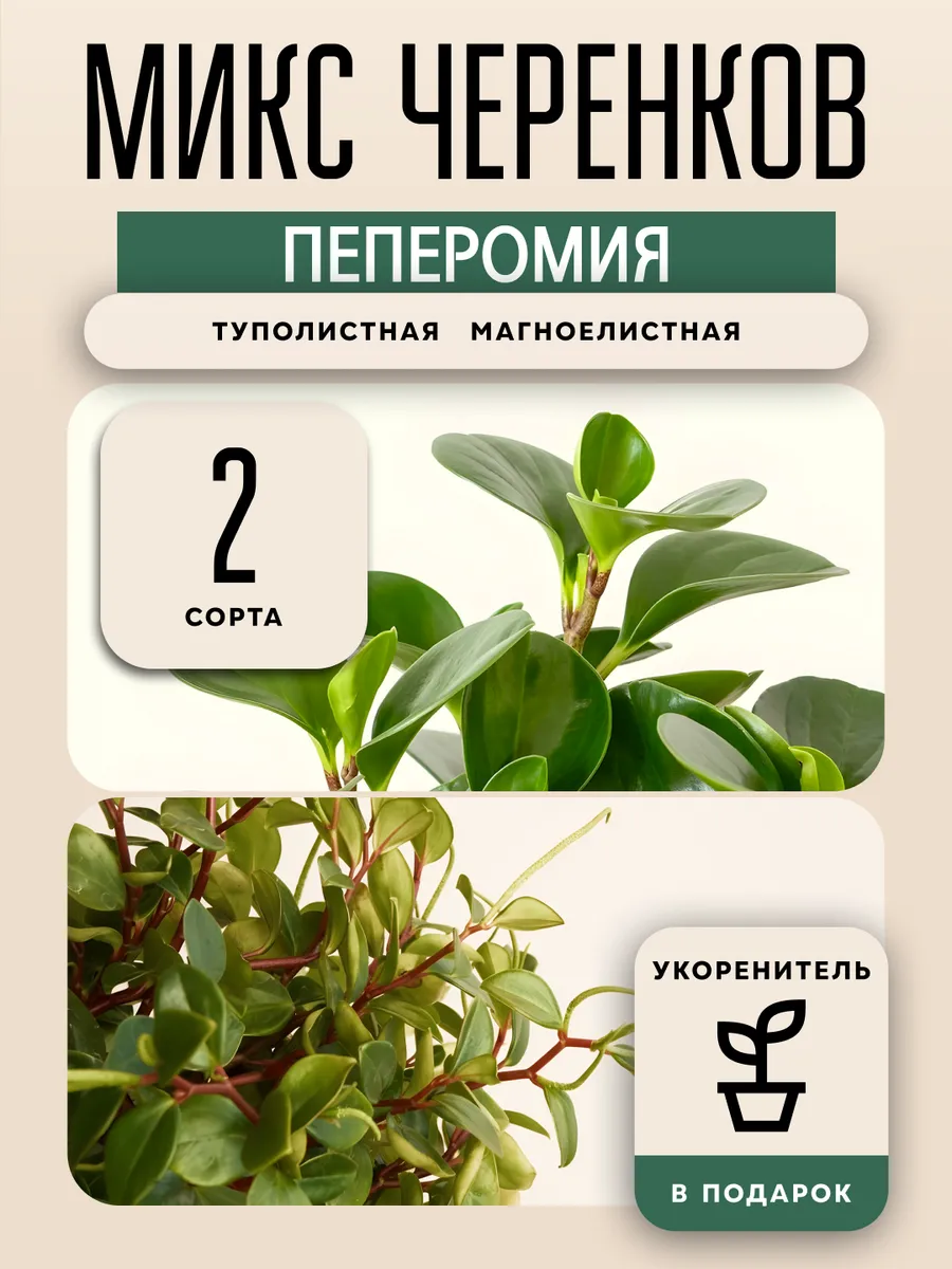 Пеперомия микс Туполистная Магноелистная черенки