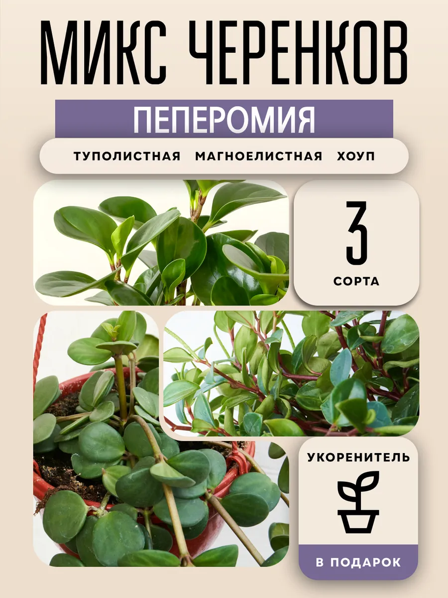 Пеперомия микс живое комнатное растение черенки