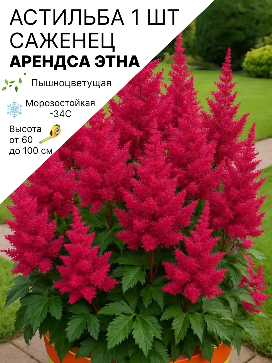 Астильба многолетняя саженцы морозостойких цветов для сада
