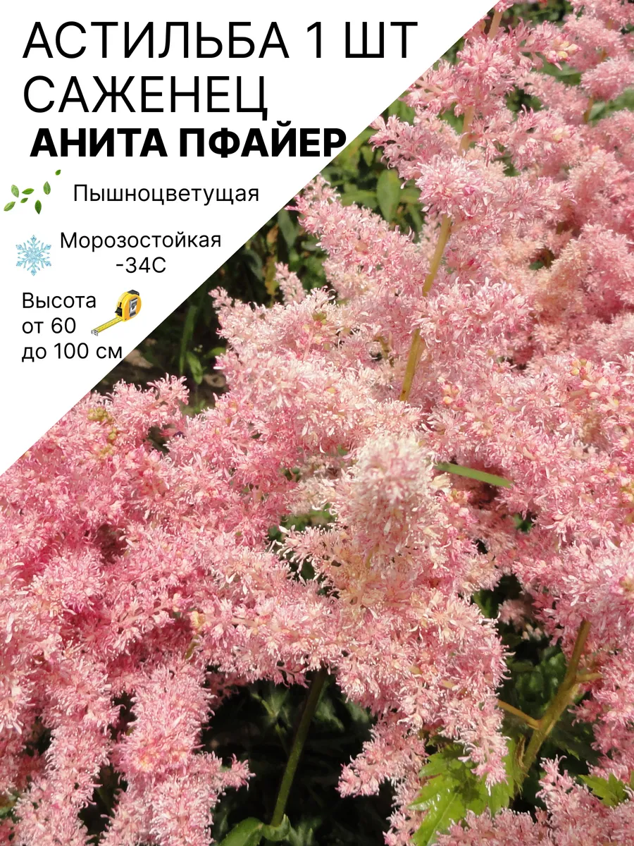 Астильба многолетняя саженцы морозостойких цветов для сада
