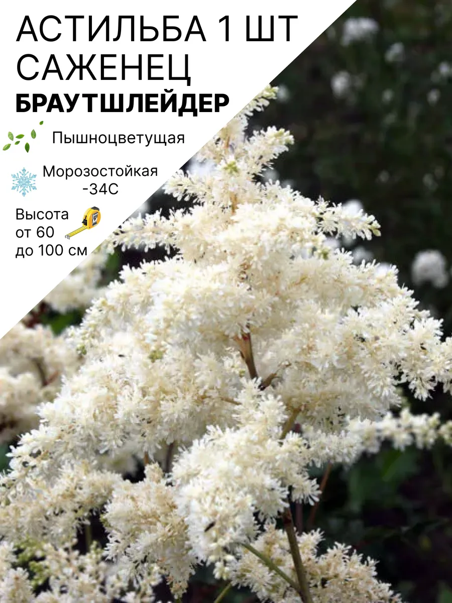 Астильба многолетняя саженцы морозостойких цветов для сада