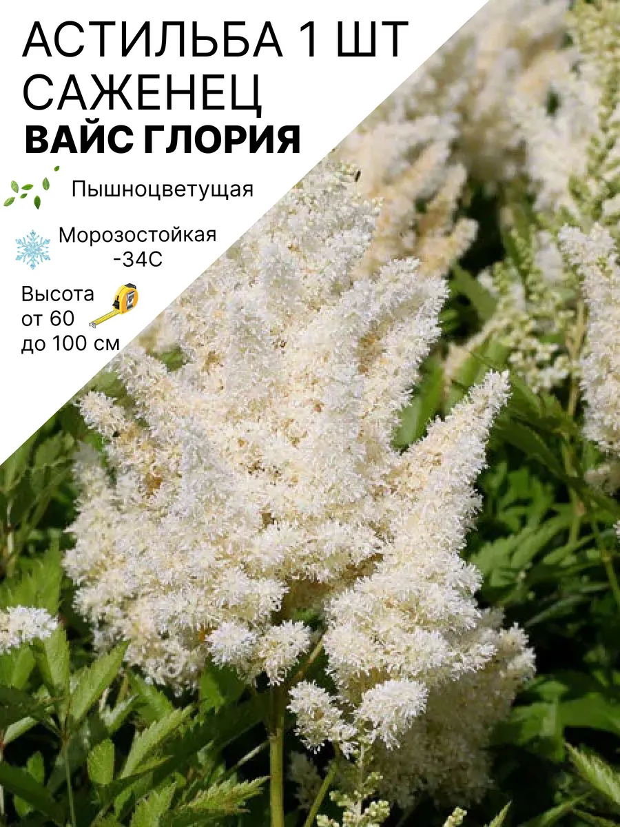 Астильба многолетняя саженцы морозостойких цветов для сада