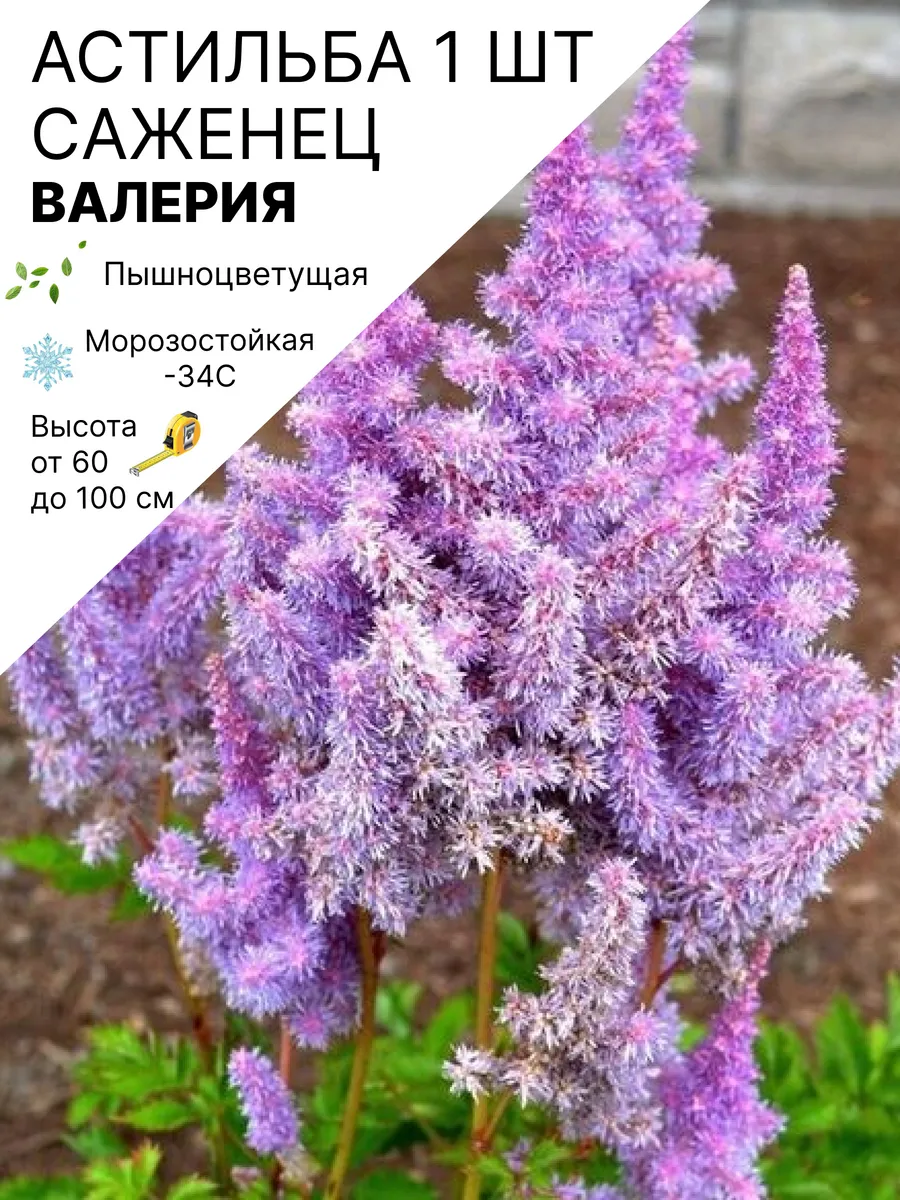 Астильба многолетняя саженцы морозостойких цветов для сада