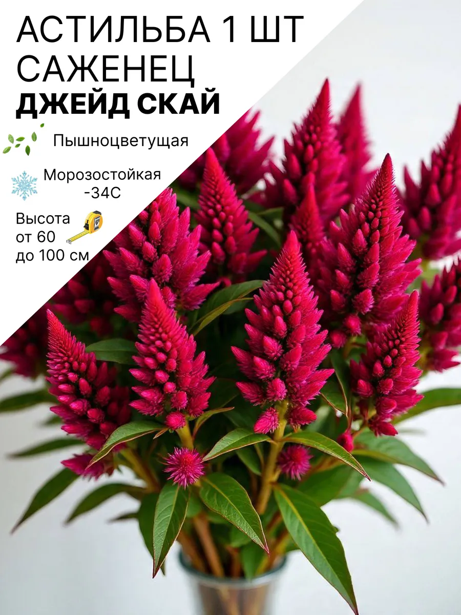 Астильба многолетняя саженцы морозостойких цветов для сада