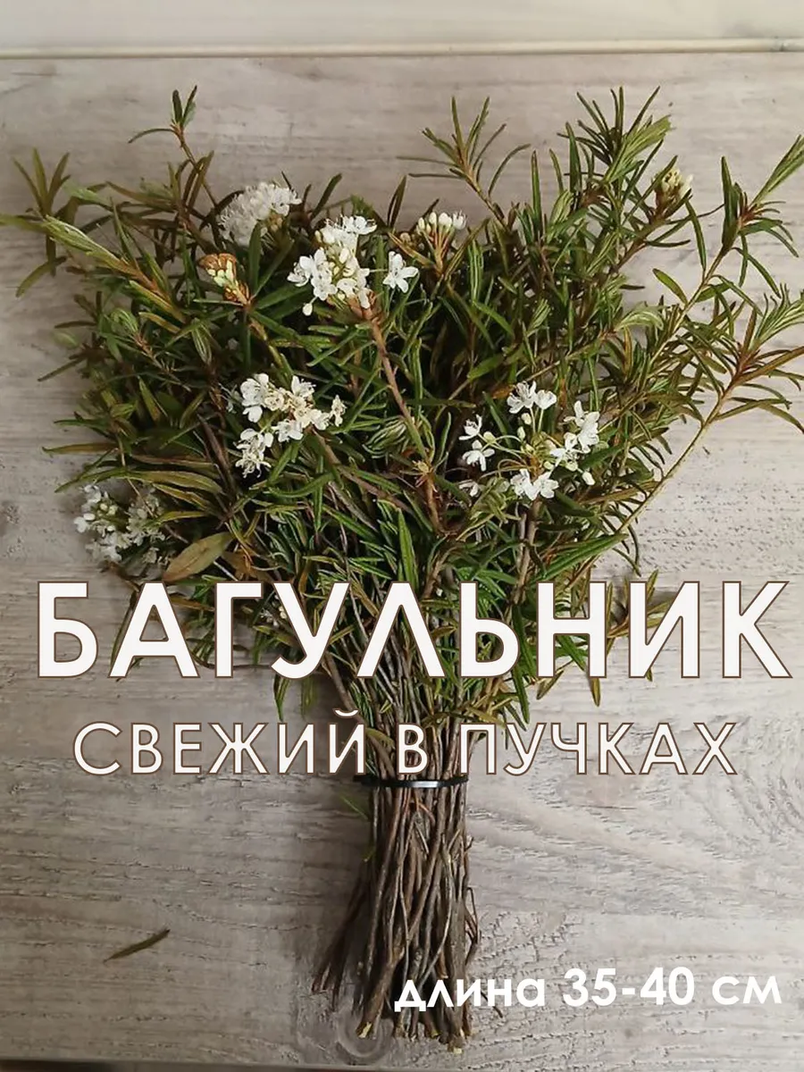 Багульник свежий в пучках. Для бани и аромата