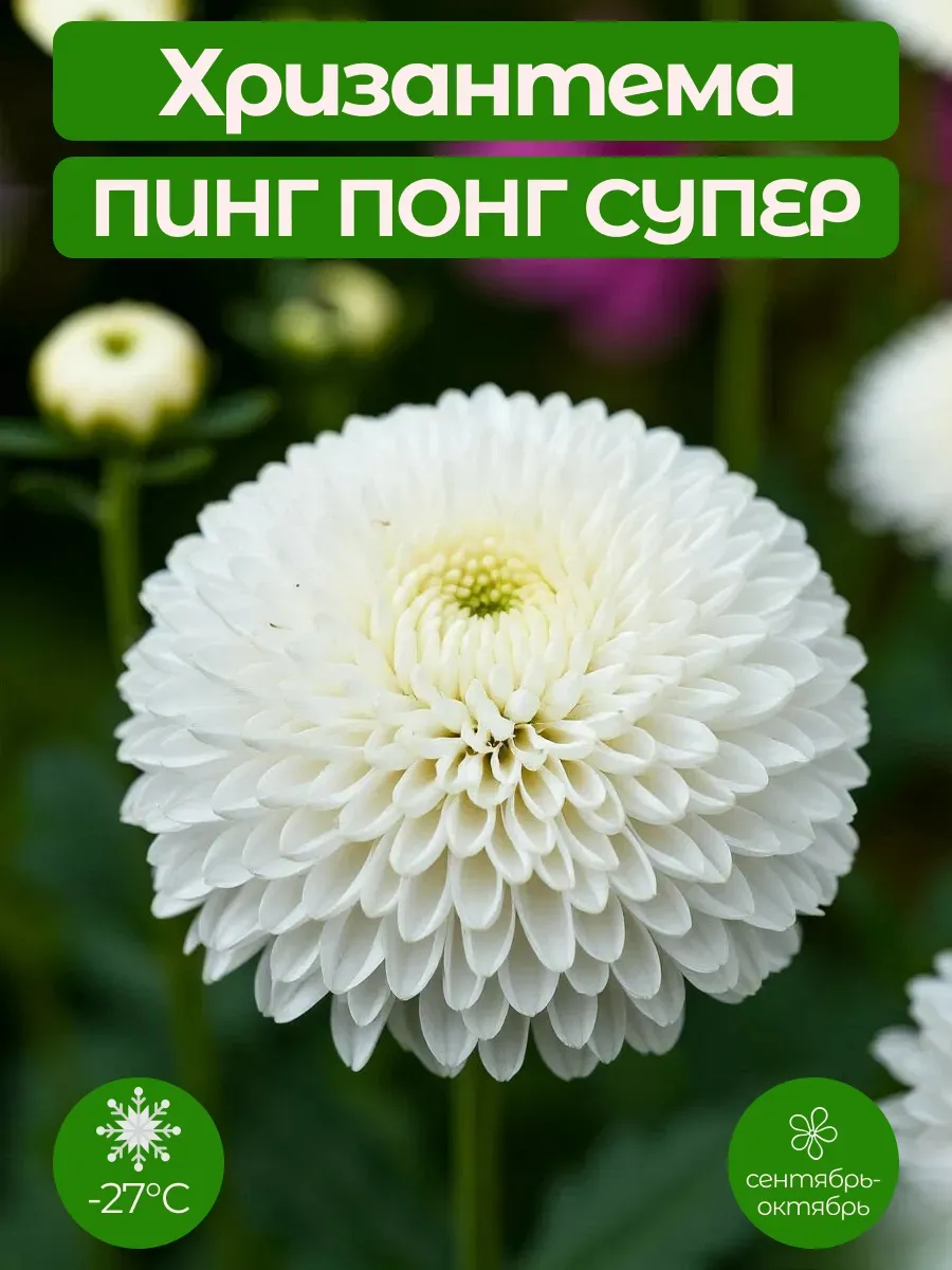 Хризантема Саженцы Пинг Понг Супер ЗКС (горшок Р9)