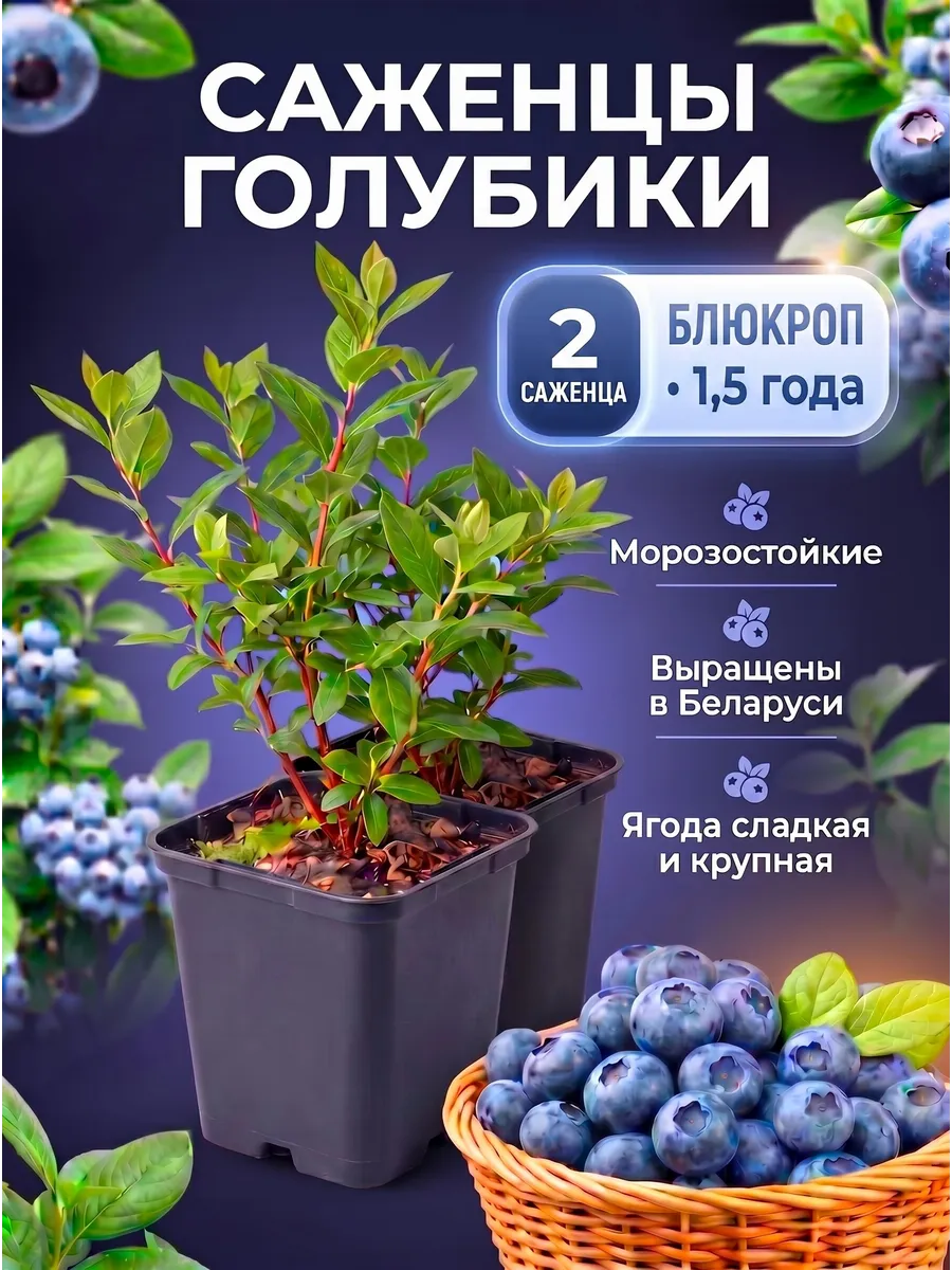 Голубика морозостойкая саженцы Блюкроп 2 шт