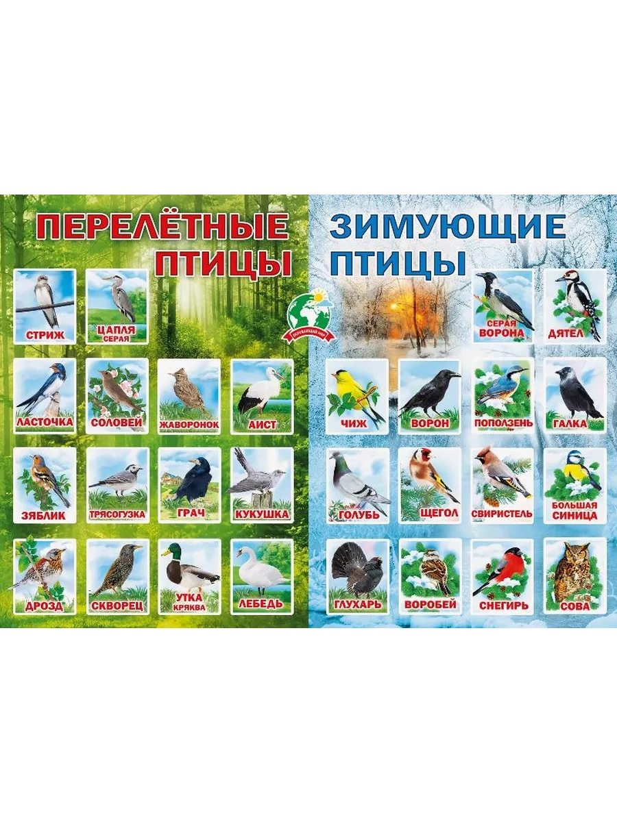 Плакат Перелетные и зимующие птицы 071.088