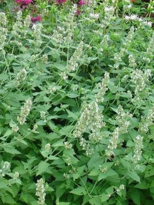 ГАВРИШ Семена котовник Ароматное чаепитие, 0,1 гр, 0,1 г, фото 5