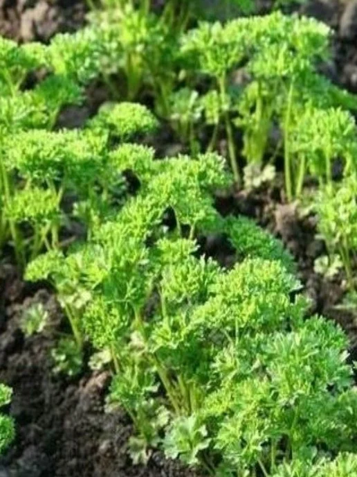 ГАВРИШ Семена петрушка листовая кудрявая Красотка, 2 гр, 2 г, фото 5