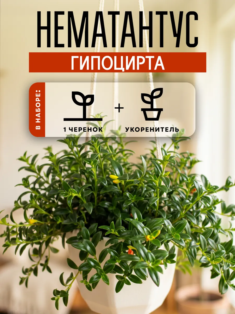 Нематантус Гипоцирта живое комнатное растения