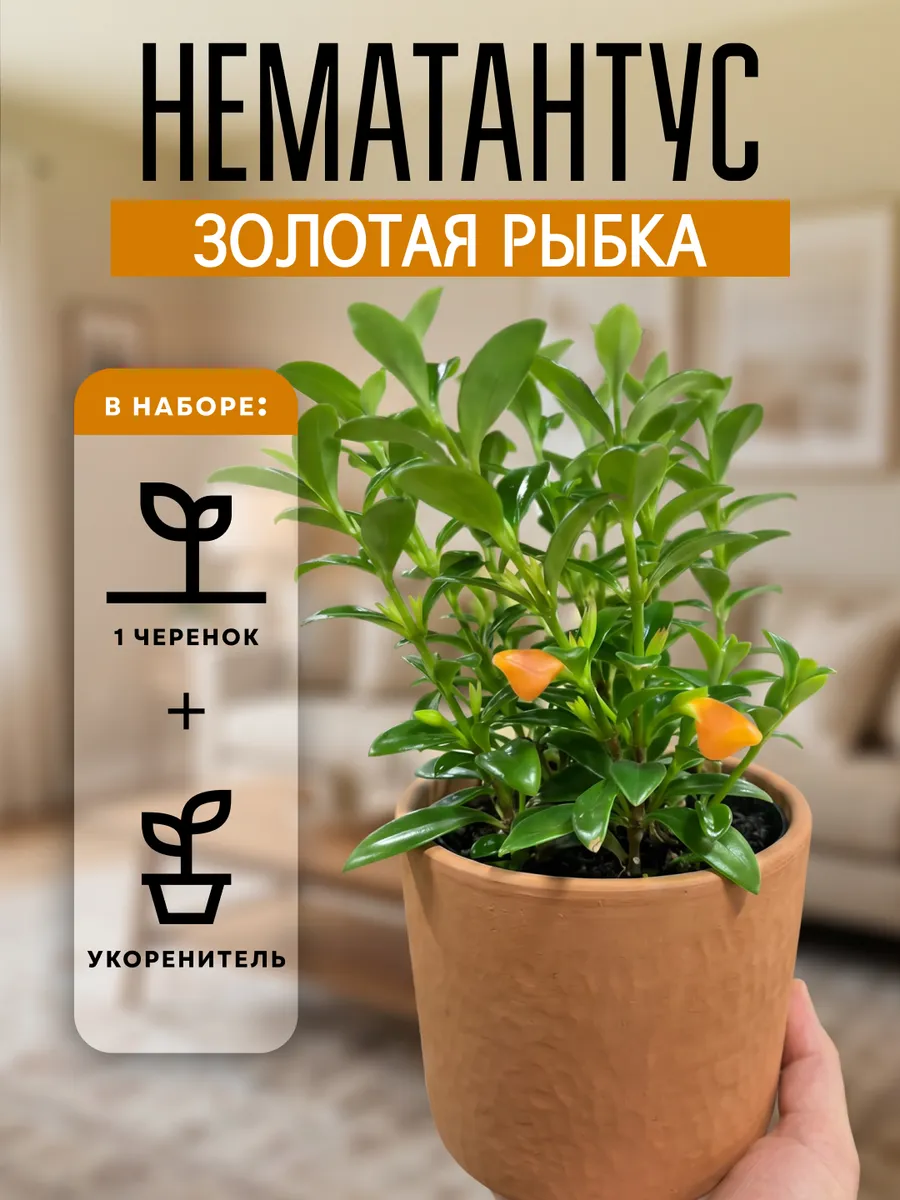 Нематантус Золотая Рыбка живое комнатное растения