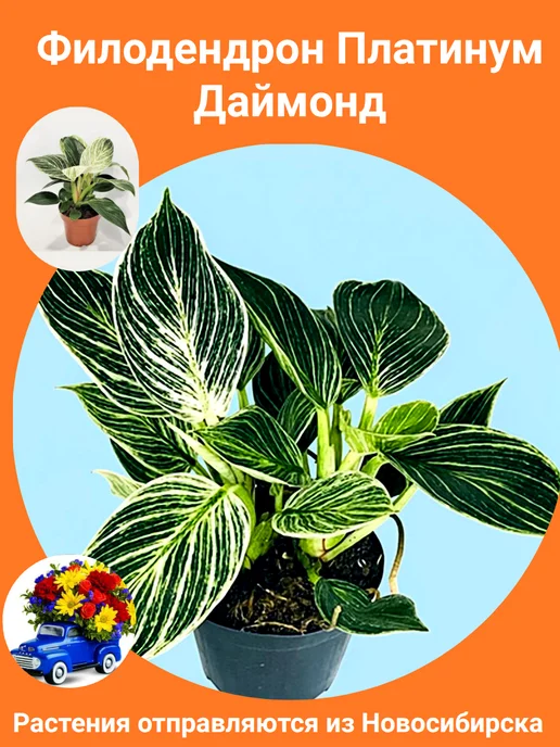 Шепот лепестков Филодендрон Платинум Даймонд живое комнатное растение, вариант