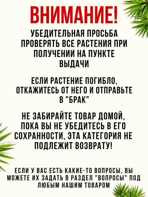 Шепот лепестков Филодендрон Платинум Даймонд живое комнатное растение, вариант, фото 4