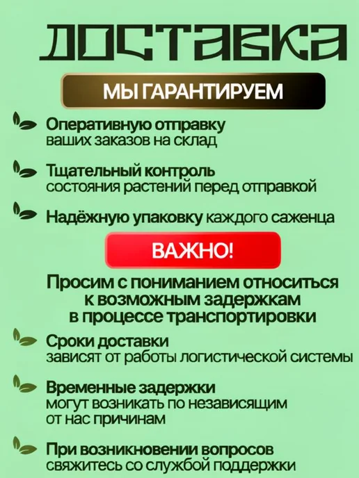Шепот лепестков Филодендрон Платинум Даймонд живое комнатное растение, вариант, фото 6