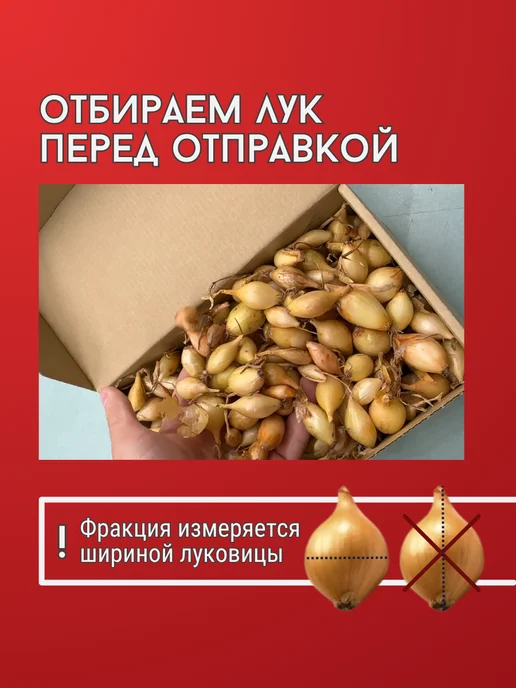 Лук севок Коррадо озимый 10-21мм 500 г Голландия, 500 г, фото 3