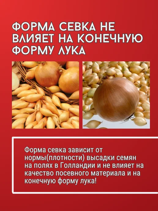Лук севок Коррадо озимый 10-21мм 500 г Голландия, 500 г, фото 4